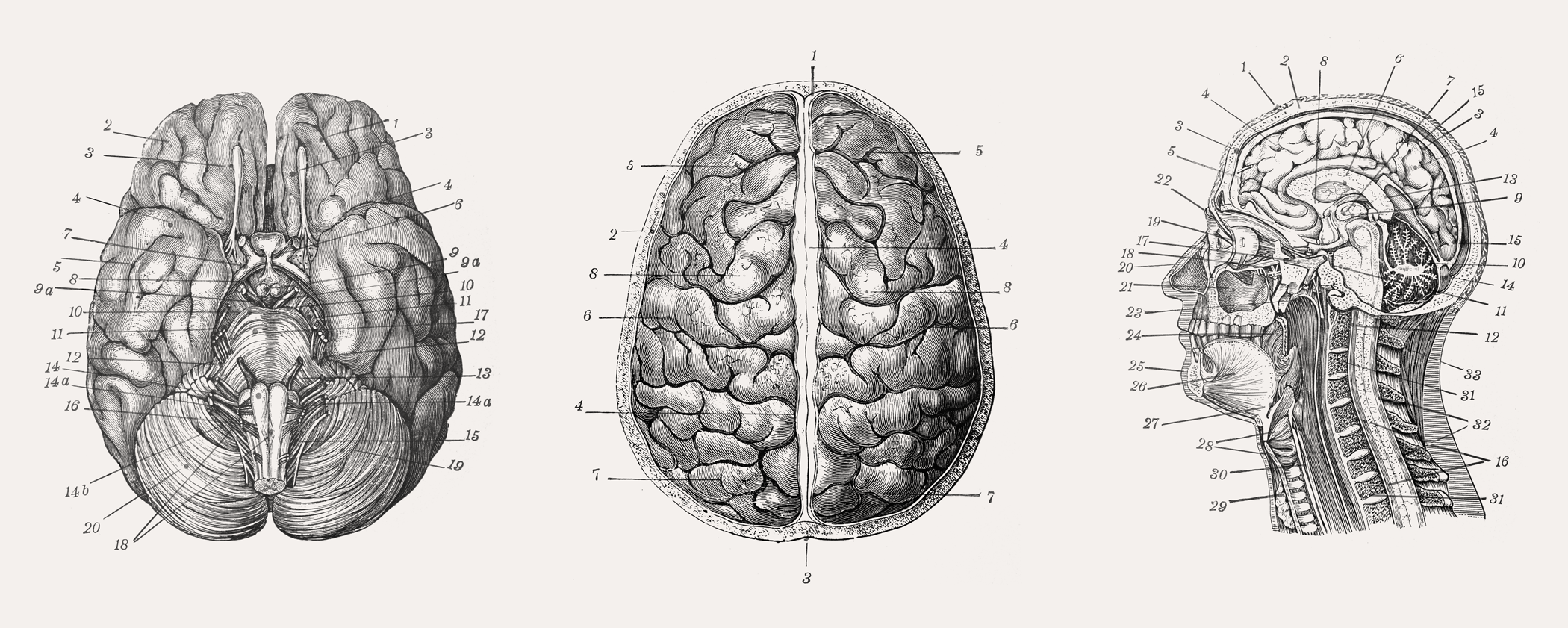 Vintage brain engravings: underside, top view, and sagittal section.