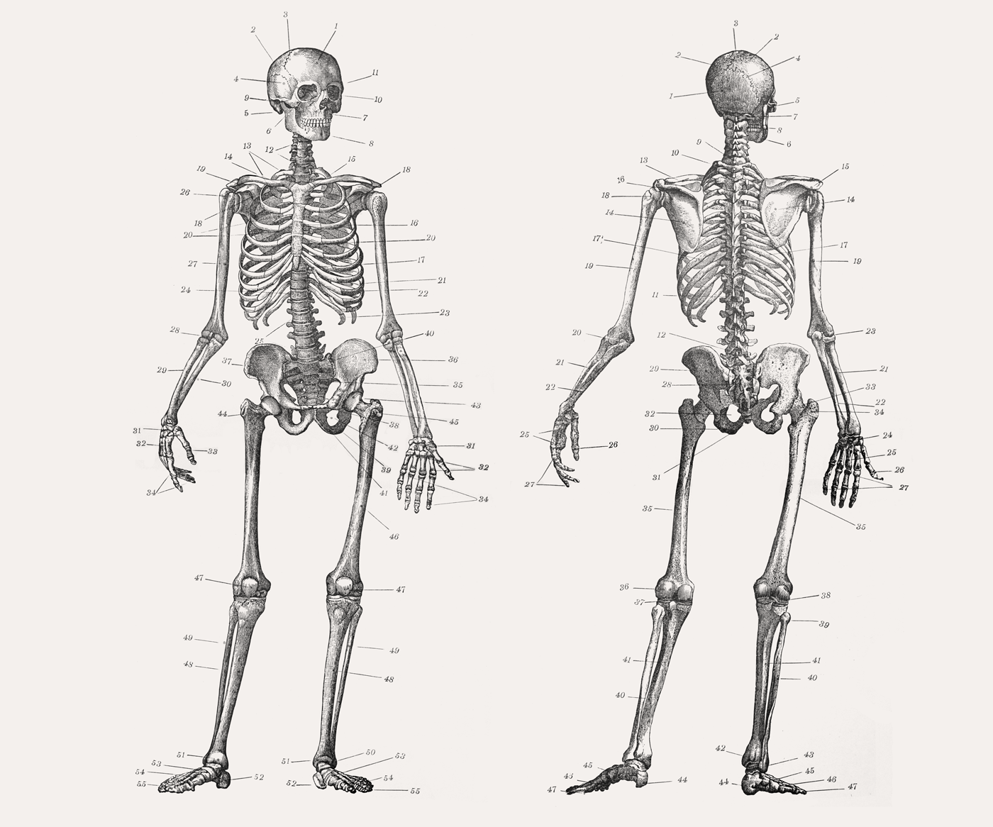 Front and back anatomical skeleton engraving with labels.